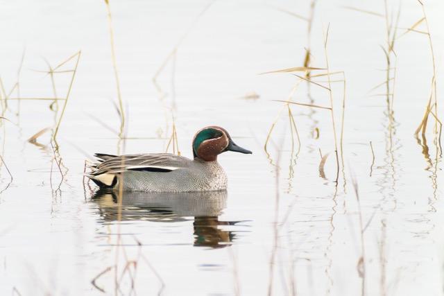 Animation Objectif Brenne pour le Téléthon