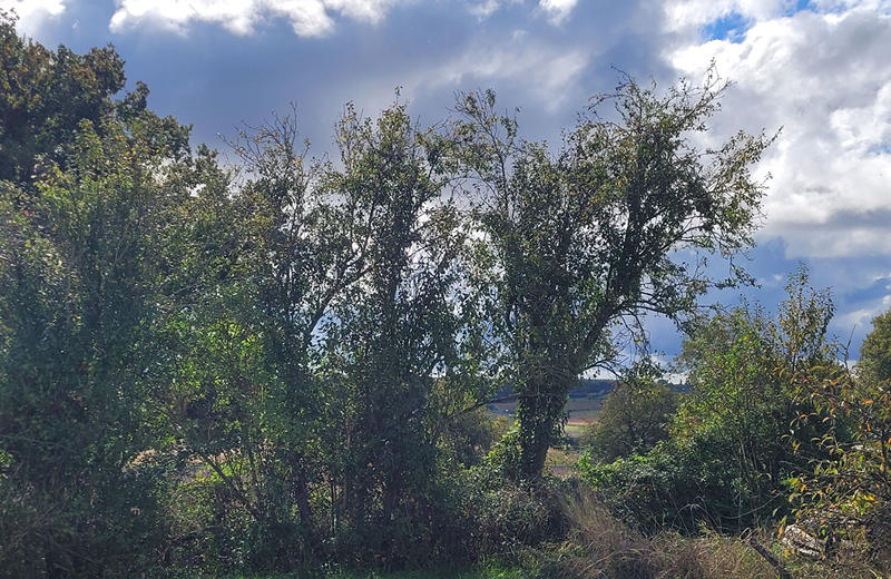 Maison - 97 m² - 1 pièce