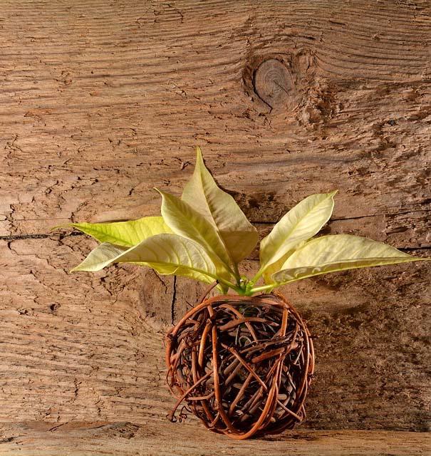 Découverte de la vannerie sauvage