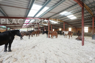 Maison de domaine équestre - 320 m² - 11 pièces