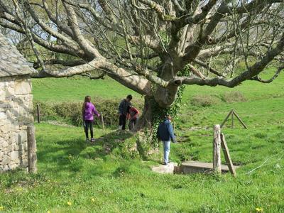 Atelier nature (6-12 ans) : l'arbre dans tous ses états