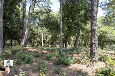 Terrain - 881 m²