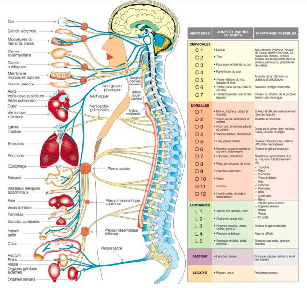 Ania Bellahsene Chiropracteur