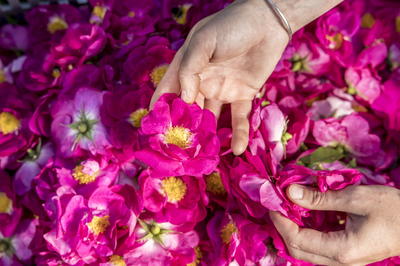 Participez à une journée au milieu des roses - Formation 1 jour