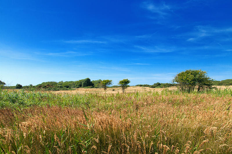 Pré Marly - Errance botanique