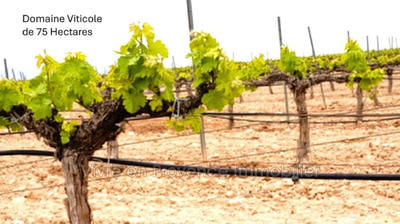 Terrain - 750 000 m²