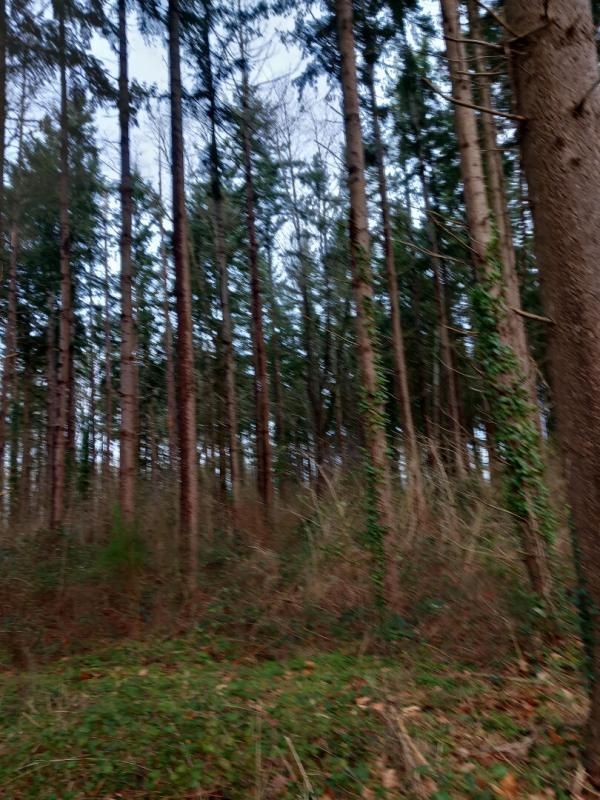 Forêt - 31 200 m²
