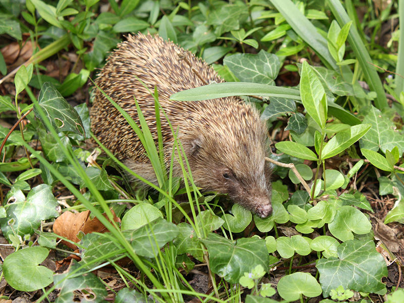 Des hérissons dans mon jardin ?