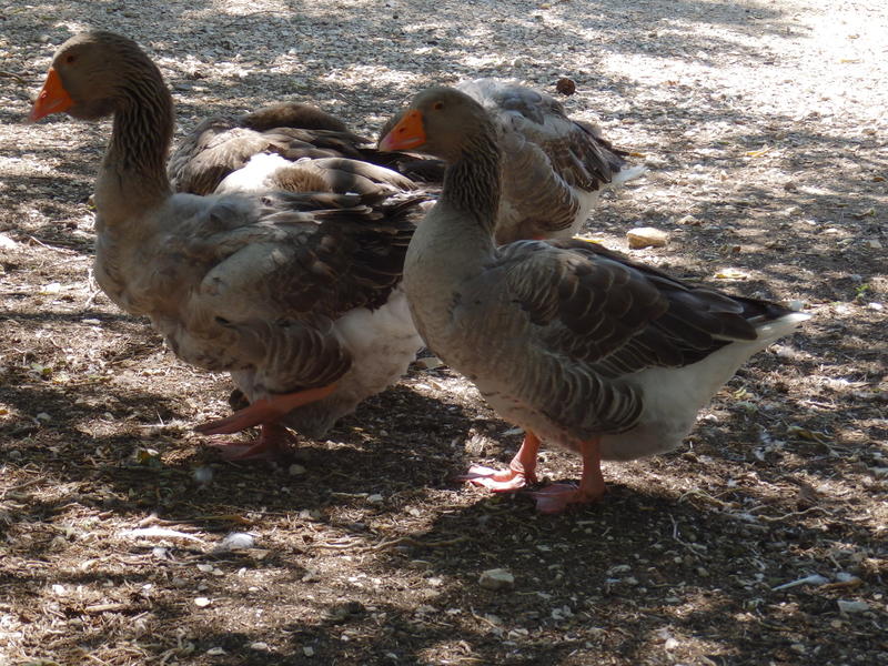 Animations à la ferme pédagogique