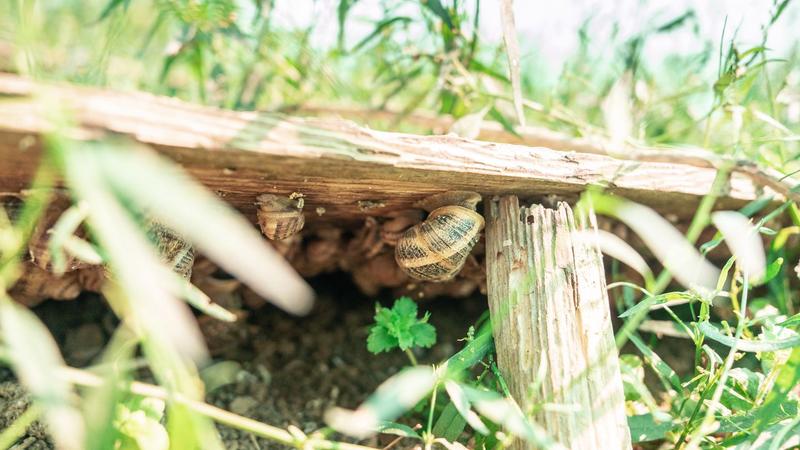 De ferme en ferme : Ferme aux escargots "Routis"