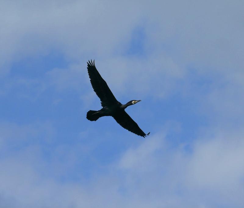 Sortie Eden62 - Dunes de Berck - les oiseaux des plans d’eau
