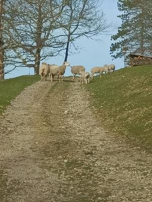 Terrain - 31 309 m²