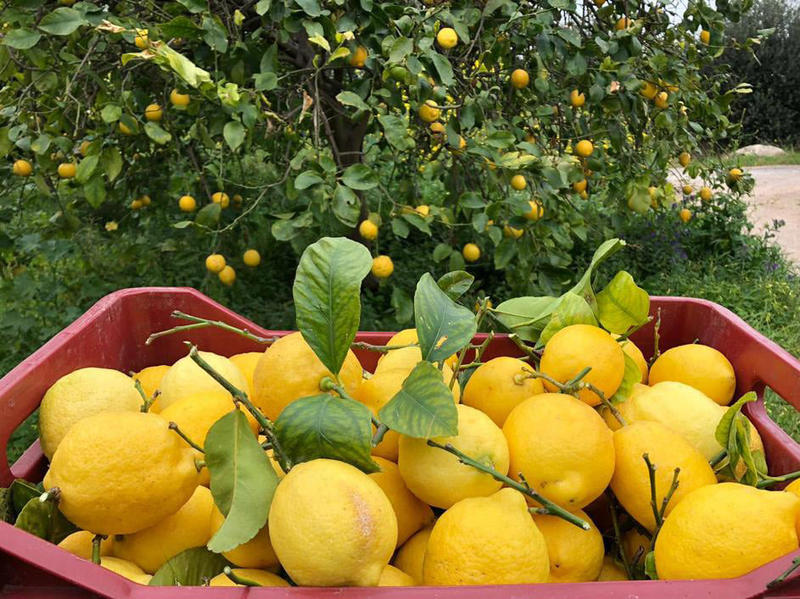 Coopérative Agricole Sopavar