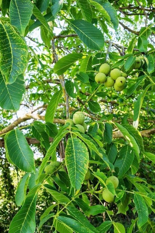 Terrain de loisirs - 2 550 m²