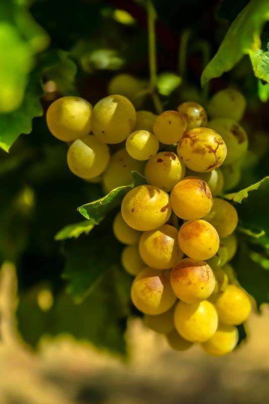 Terrain agricole - 360 000 m²