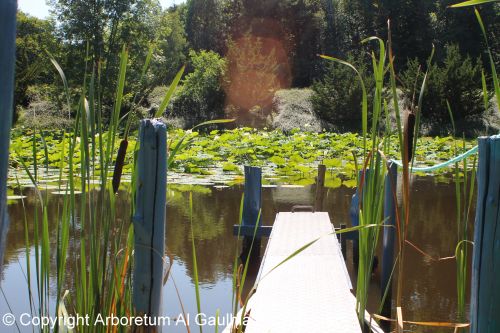 Arboretum Al Gaulhia