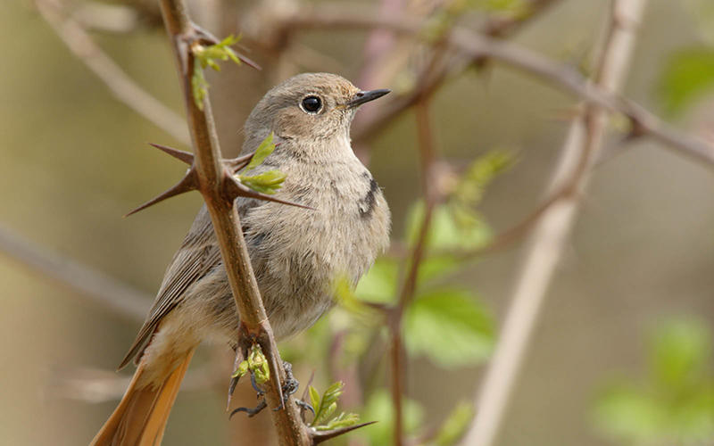 Rendez-vous nature : les chants d'oiseaux