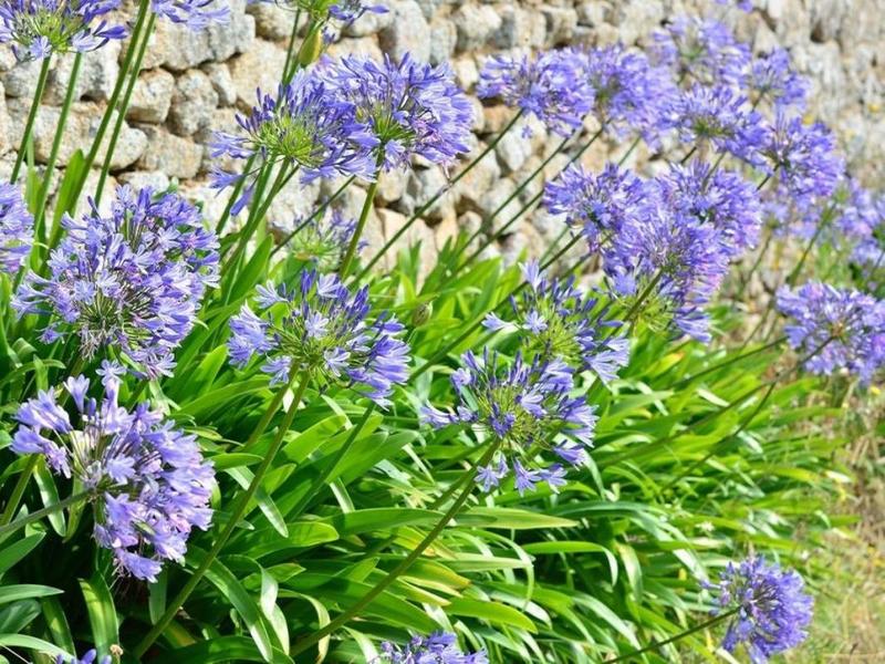 Maison en pierre - 200 m² - 5 pièces