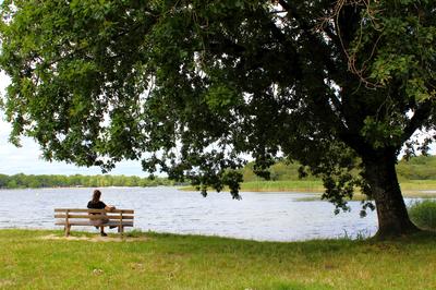 Escapades nature : à la découverte des oiseaux d’eau hivernants