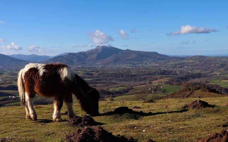 Randonnée accompagnée : le pottok, cheval basque