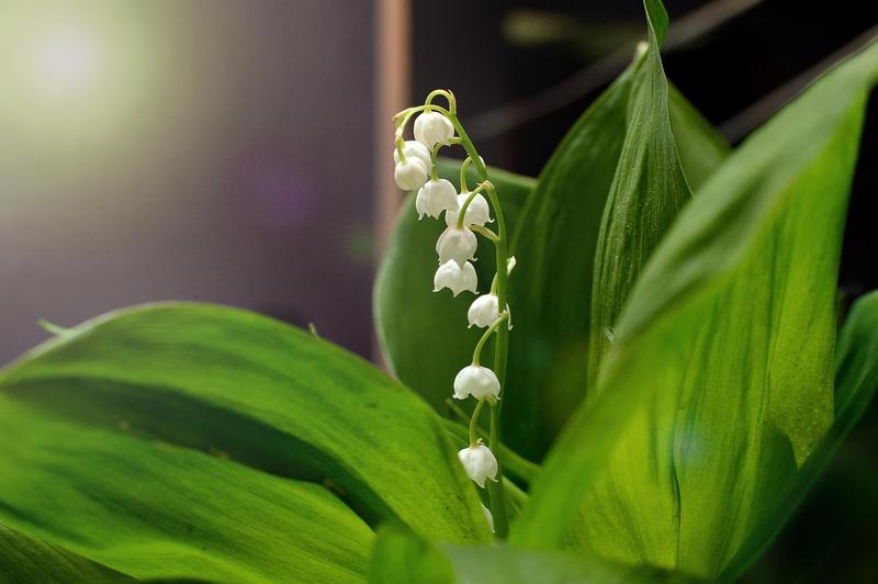 Randonnée du Muguet