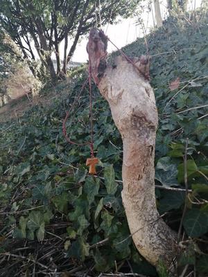 Oratoire François d'Assise