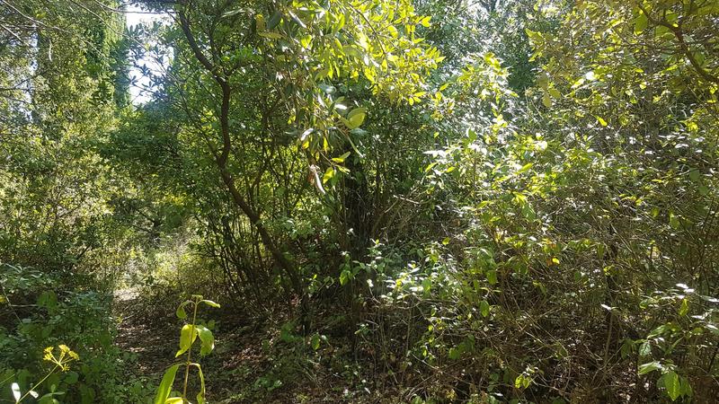 Terrain - 11 610 m²