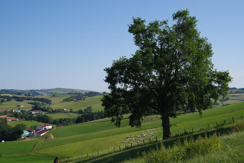 Papa t'Trail : trail et marche solidaire