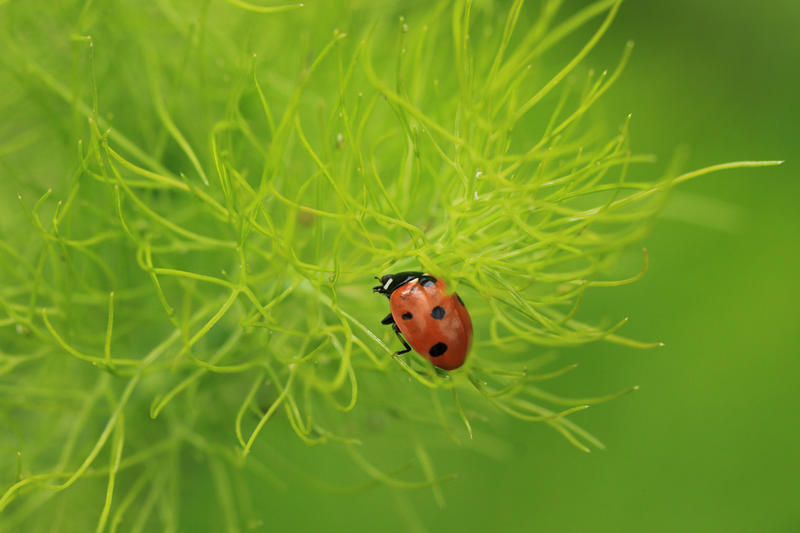 Réserve Naturelle Régionale du Marais de Condette -  l’ogre des pucerons