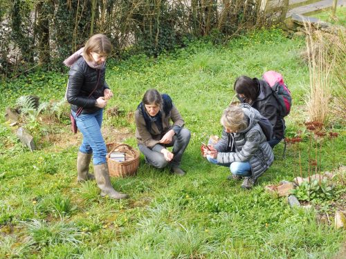 Bourrache et Coquelicot