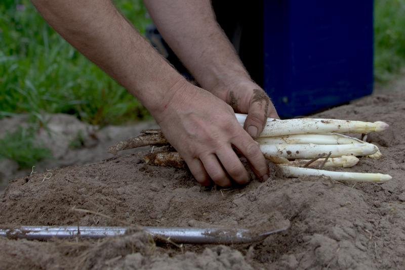 Savez-vous récolter les asperges ?