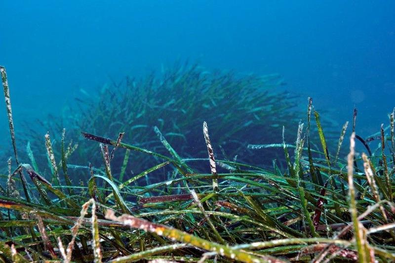 Arcachon pour nous : a la découverte des algues du Bassin