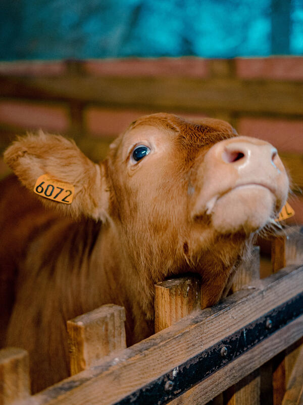 Qui habite dans la mare ?