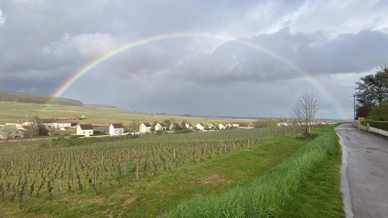 Viager - Maison - 116 m² - 5 pièces