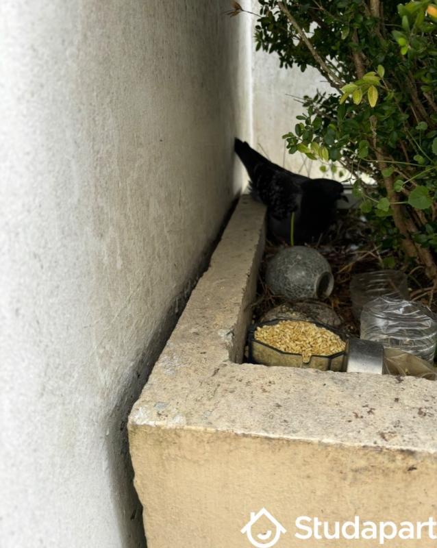 Appartement - 34 m² - 1 pièce