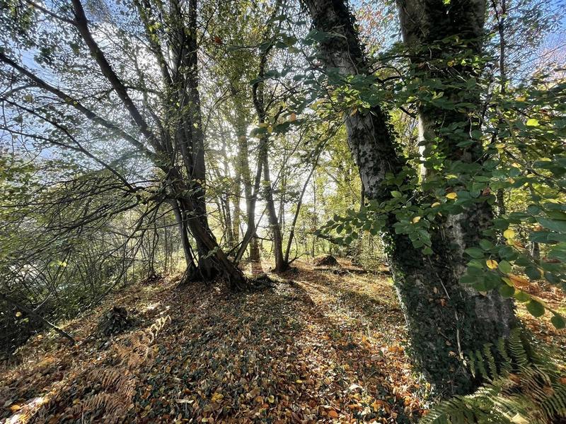 Sophro'balade au bois d'Ardennes