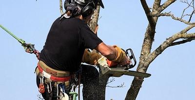 Baltzer, Élagage Abattage