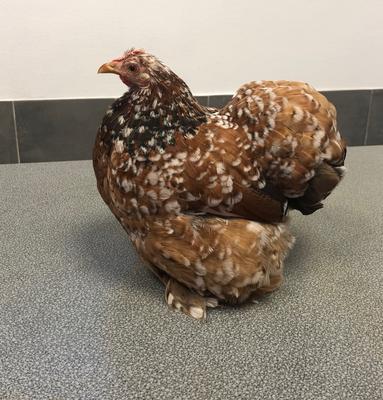 clinique vétérinaire de l'île