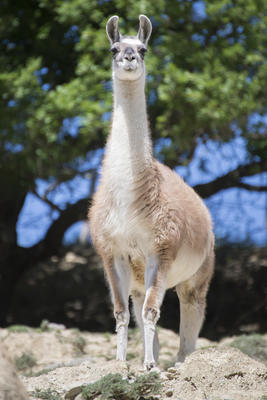 Parc Animalier de Lussas
