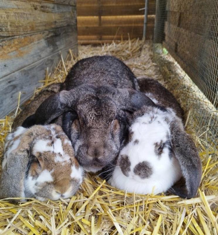 Animations de Pâques au pré des anim'O