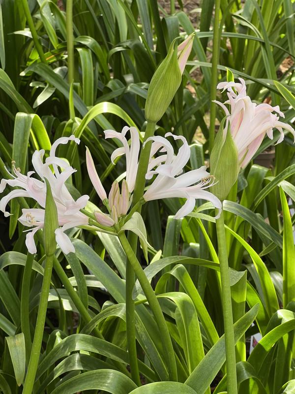Les Botaniques de Chaumont-sur-Loire