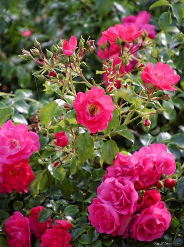 Marché aux fleurs, vide-greniers et artisanat