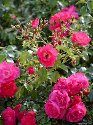 Marché aux fleurs, vide-greniers et artisanat