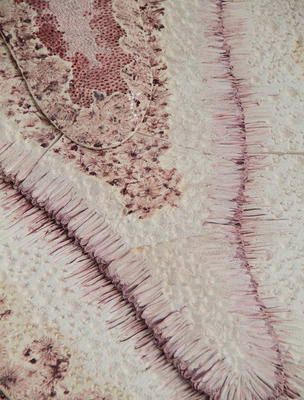 Tchernobyl Abondance • Marion Richomme