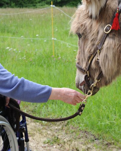 Les Ânes de la Rêverie