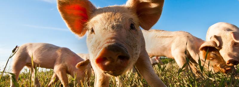 Le Cochon Bio de la Marzan