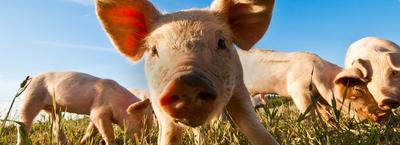 Le Cochon Bio de la Marzan