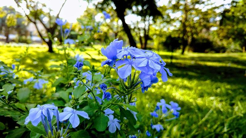 Atelier jardin et biodiversité sur les oiseaux