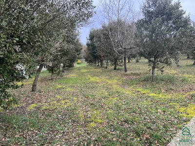 Terrain - 9 656 m²