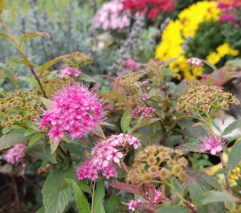 Conférence : Plantes médicinales locales